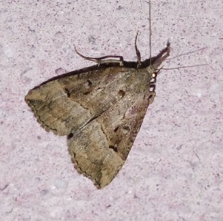 Hypena rostralis  - Thomas Lux