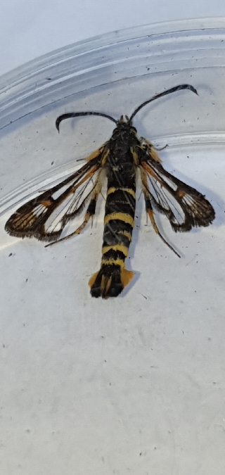 Bembecia uroceriformis  - Melchior Viallet