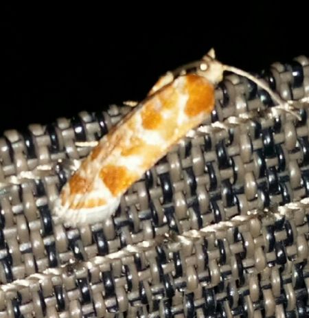 Rhyacionia pinicolana  - Thomas Lux