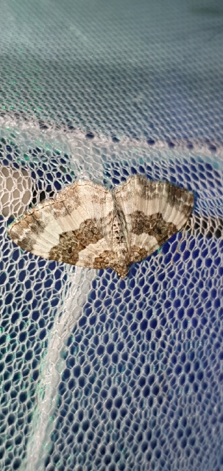 Epirrhoe rivata  - Melchior Viallet