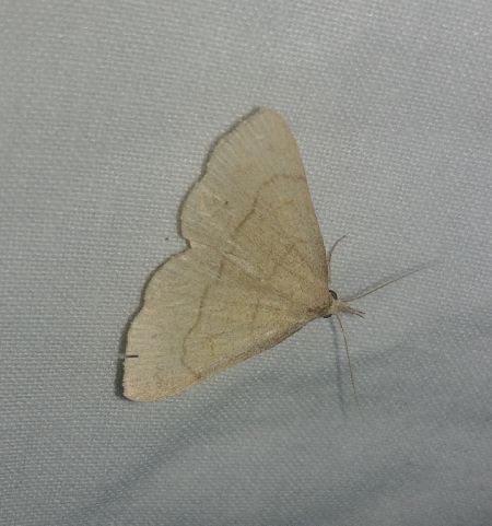 Paracolax tristalis 