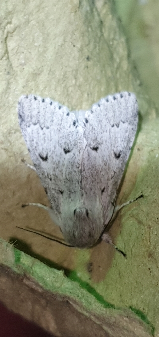 Acronicta leporina  - Melchior Viallet