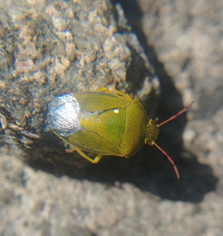 Piezodorus lituratus 