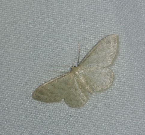 Idaea dilutaria 