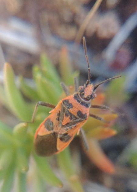 Corizus hyoscyami hyoscyami 