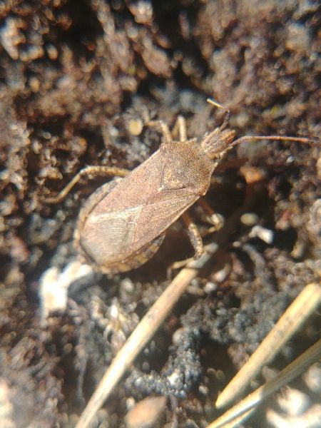 Ceraleptus gracilicornis 