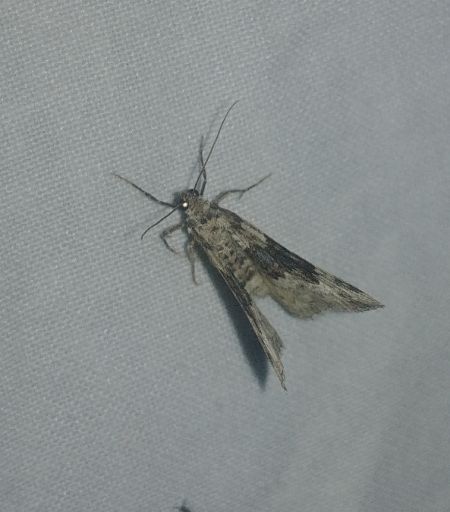 Epirrhoe galiata 