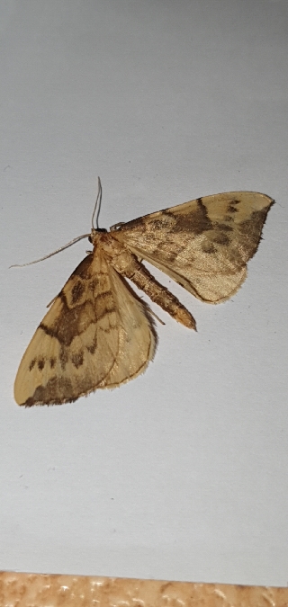 Gandaritis pyraliata  - Melchior Viallet