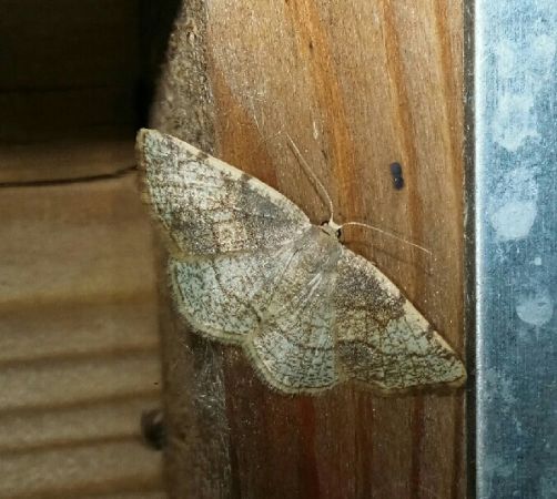 Stegania trimaculata  - Thomas Lux