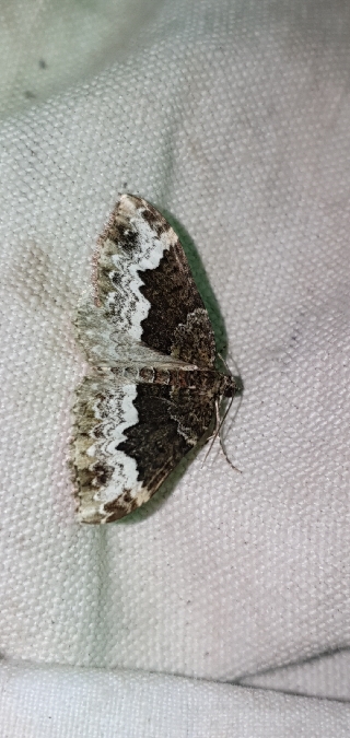 Euphyia biangulata  - Melchior Viallet
