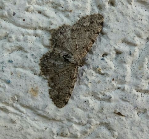 Aethalura punctulata  - Thomas Lux