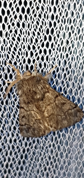 Thaumetopoea pinivora  - Melchior Viallet