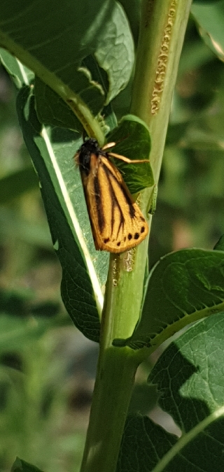 Endrosie crépitante (Ecaille alpine)  - Melchior Viallet