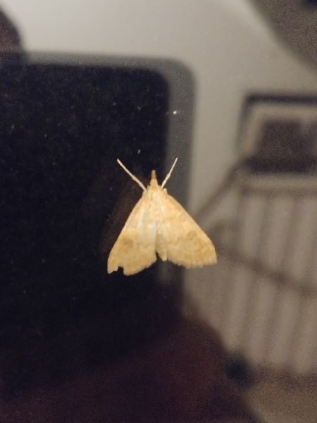 Udea fulvalis 