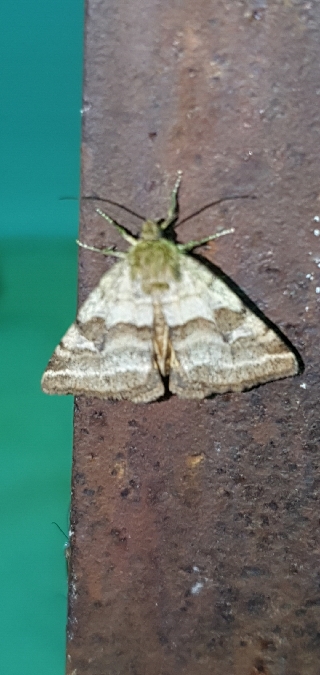 Synthymia fixa  - Melchior Viallet