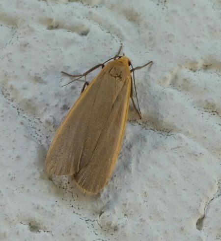 Lithosie déprimée (L. ocre)  - Thomas Lux