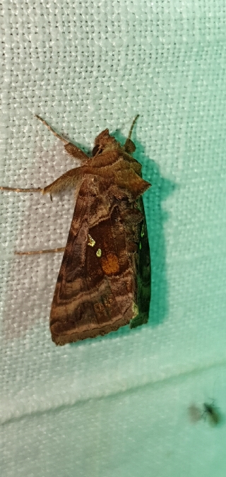 Autographa pulchrina  - Melchior Viallet