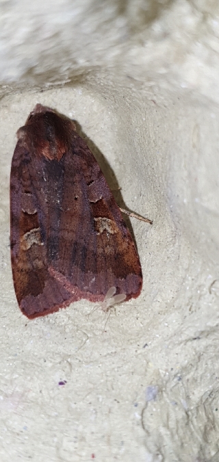 Diarsia brunnea  - Melchior Viallet