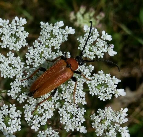 Stictoleptura rubra  - Thomas Lux