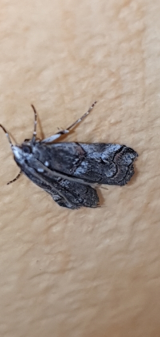 Pempelia palumbella  - Melchior Viallet