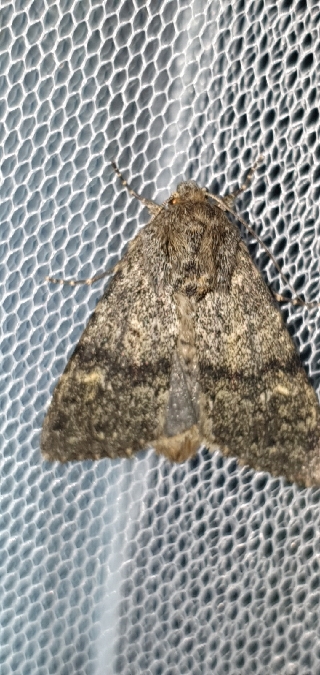 Apamea zeta  - Melchior Viallet