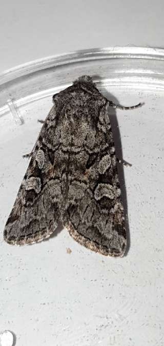 Lasionycta proxima  - Melchior Viallet