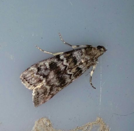 Dioryctria abietella  - Thomas Lux