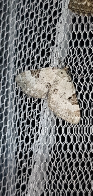 Perizoma blandiata  - Melchior Viallet