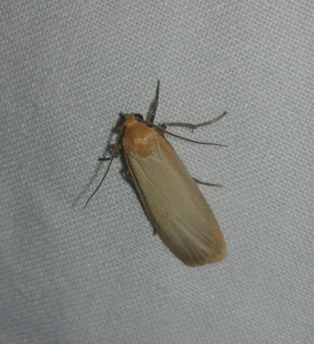 Lithosie déprimée (L. ocre) 