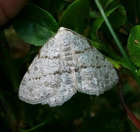 Elophos dilucidaria  - Thomas Lux