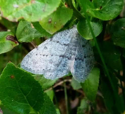 Elophos dilucidaria  - Thomas Lux