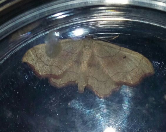 Idaea emarginata  - Thomas Lux