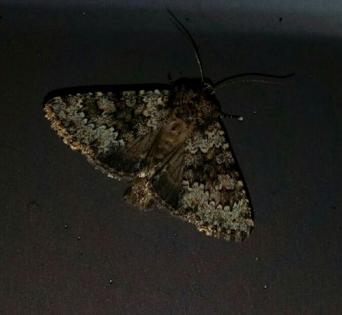 Hecatera dysodea  - Thomas Lux