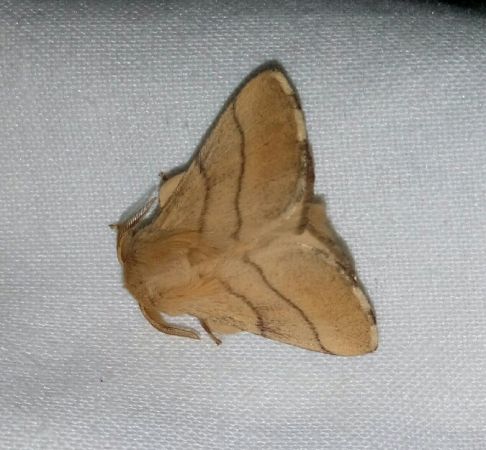 Bombyx à livrée  - Thomas Lux