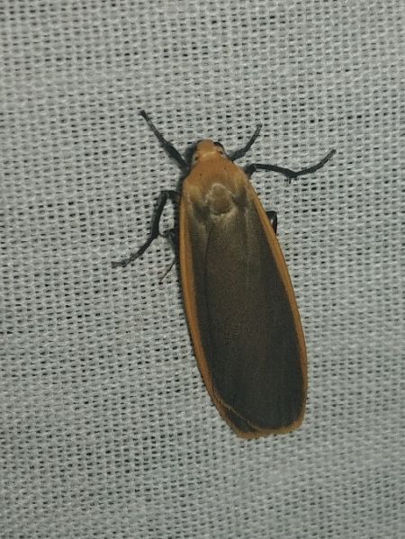 Lithosie déprimée (L. ocre) 
