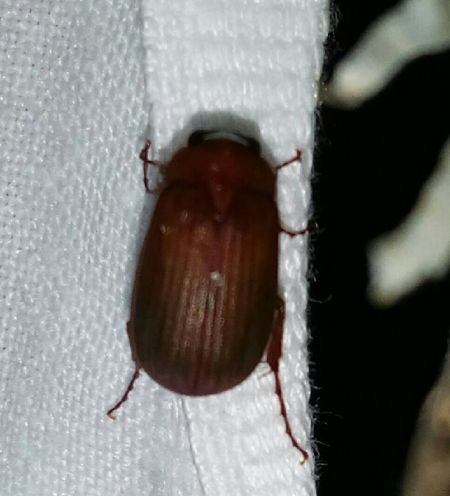 Serica brunnea  - Thomas Lux