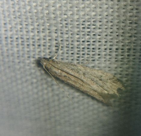 Phycitodes sp. 