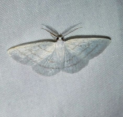 Cabera pusaria  - Thomas Lux