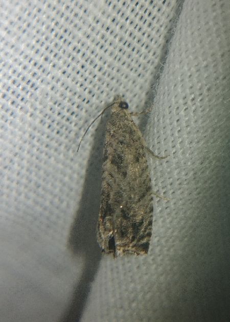 Cydia splendana 