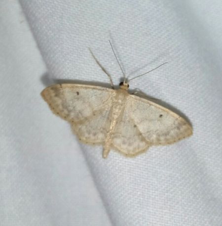 Idaea biselata  - Thomas Lux