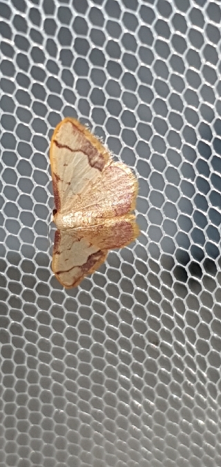 Idaea ostrinaria  - Melchior Viallet