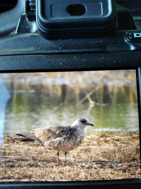 Parasitic Jaeger  - Andrzej Lipiński
