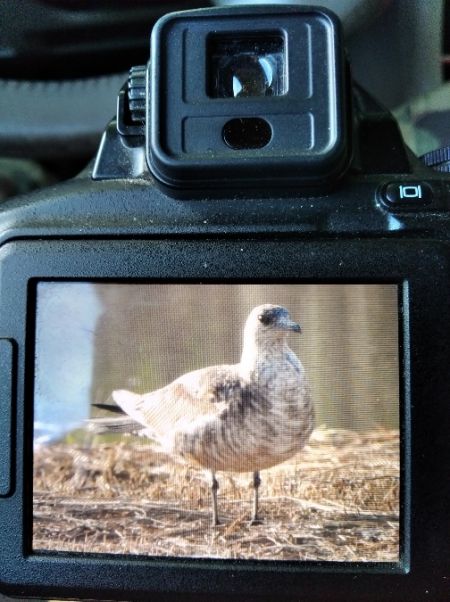 Labbe parasite  - Andrzej Lipiński