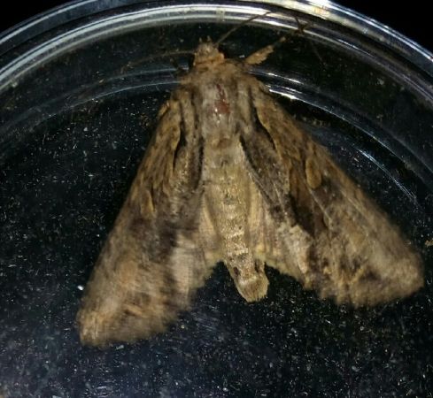 Apamea monoglypha  - Thomas Lux