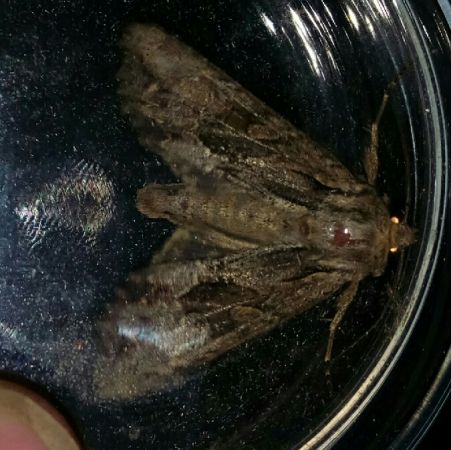 Apamea monoglypha  - Thomas Lux