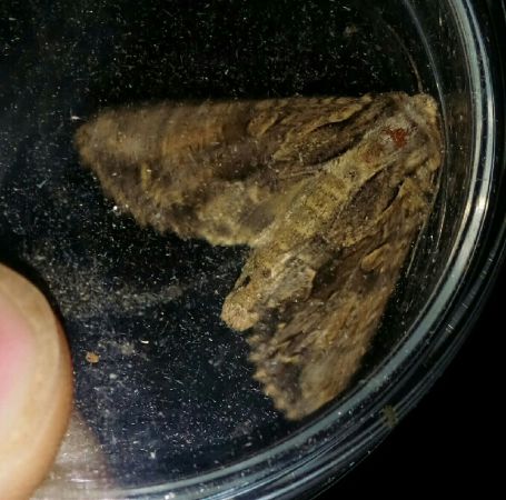 Apamea monoglypha  - Thomas Lux