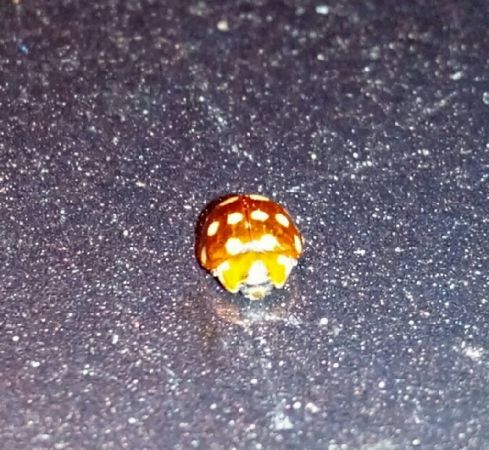 Coccinelle à 14 points  - Thomas Lux