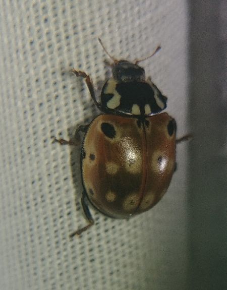 Anatis ocellata 