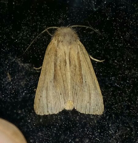 Mythimna straminea  - Thomas Lux