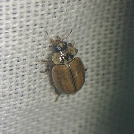 Aphidecta obliterata 